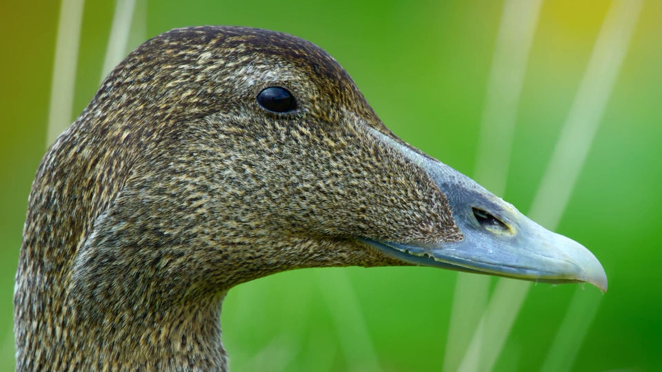 secret_lives_-_eider_ducks (1080p)